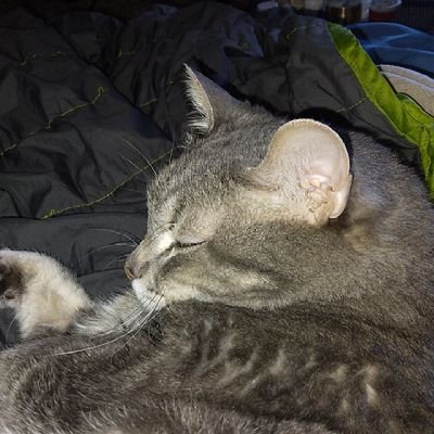 MargeDiamonds's profile picture. BPD & then some; former ultrarunner, long distance hiker, & RD; lover of mountains, humor, food, cats, Oxford commas, horses, & my son - not in that order.