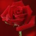 🌷 شمالية🌷 (@hmxl2030) Twitter profile photo 🌷 شمالية🌷 (@hmxl2030) Twitter profile photo