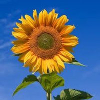 Sine (@sinesip11136834) 's Twitter Profile Photo Sine (@sinesip11136834) 's Twitter Profile Photo