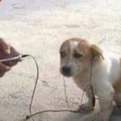 tokieeen's profile picture. 