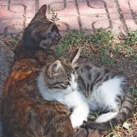 Kamu mühendisi Nilgün Özüdoğru (@nilgunozudogr) 's Twitter Profile Photo