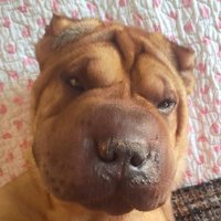 Tuno Sutil (@tunosutil) 's Twitter Profile