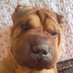 Tuno Sutil (@tunosutil) Twitter profile photo
