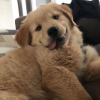 Wolfie (@wolfiee1st) 's Twitter Profile Photo Wolfie (@wolfiee1st) 's Twitter Profile Photo