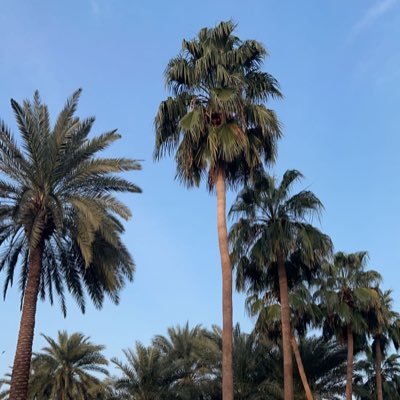 G1obl's profile picture. A wise man was once asked “How did you become wise?” He said “The fools made me wise.”