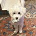 Lazydaisydawg (@lazydaisydawg) Twitter profile photo Lazydaisydawg (@lazydaisydawg) Twitter profile photo