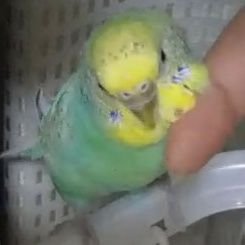 昭和生まれのパート主婦。子どもたちのお弁当とセキセイインコのわかばちゃん。
インコ好きなかた、お弁当見せてくださるかた、大募集中です。
みなさまのインコたん、自慢のお弁当、ぜひ見せてください💕
よろしくお願いします💕