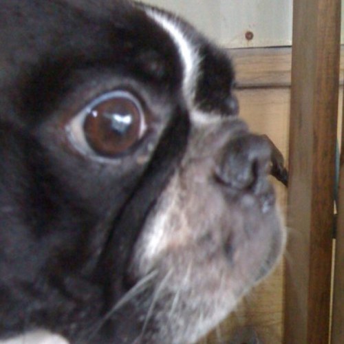 spypuppy8000's profile picture. 