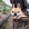 kokoro_8_16's profile picture. フレンチブルドッグ　こころ
2016.8.16　 9歳♂　2017.4.9うちの子に
股関節形成不全ですが今は調子よくて手術延期中です　手術したくないしこのまま調子いいといいなぁ
★懸賞もします
#フレンチブルドッグ#frenchbulldog
#フレブル#鼻ﾍﾟﾁｬ#BUHI