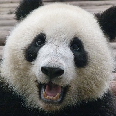 JustKittehKat's profile picture. 🇺🇸
Don't just sit there online and bitch. DO SOMETHING TO SAVE OUR COUNTRY!