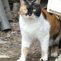 AIAN (@aian49) 's Twitter Profile Photo AIAN (@aian49) 's Twitter Profile Photo