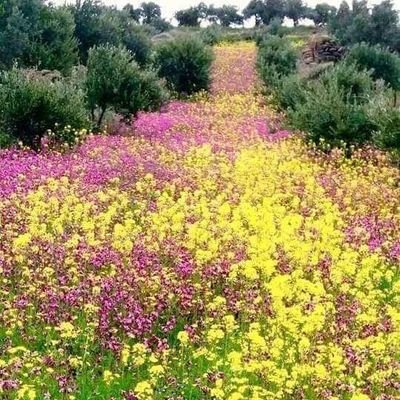 hrt692860125's profile picture. لا اله الا الله محمد رسول الله