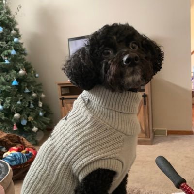 RebeccaUlrich17's profile picture. A dreamer without a dream