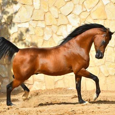 Sinndar7's profile picture. 