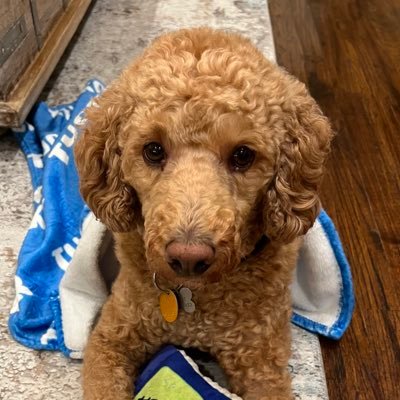 laurenehaydon's profile picture. 