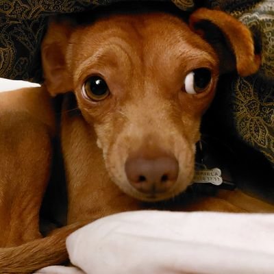 Gabasonica's profile picture. 