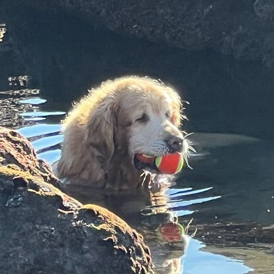 Big fuzzy Golden Retriever loves water and tennis balls.