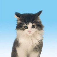 あすか🐈ྀི (@crmrim5) 's Twitter Profile