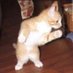 breakdancingCat (@jerbear27767602) Twitter profile photo breakdancingCat (@jerbear27767602) Twitter profile photo