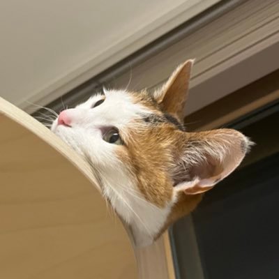 고양이 태리さんのプロフィール画像