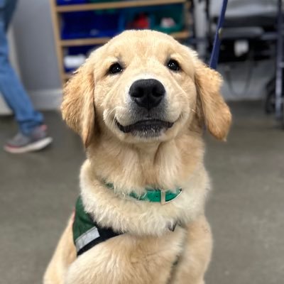 Educating dogs who change the world! We provide service dogs to individuals with disabilities. Our facility dogs provide comfort in hospitals across the US.