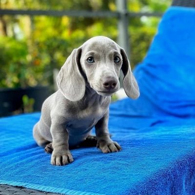 If you are a really ♥️#dachshund lover and owner♥️,then this page dedicated for you✌️,seen cute picture and videos and stay with us♥️