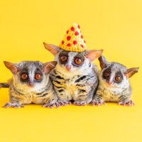 ショウガラゴのピザトル🐵🍕PIZZATORU (@pizzatoru_jp) 's Twitter Profile Photo ショウガラゴのピザトル🐵🍕PIZZATORU (@pizzatoru_jp) 's Twitter Profile Photo