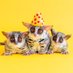 ショウガラゴのピザトル🐵🍕PIZZATORU (@pizzatoru_jp) Twitter profile photo ショウガラゴのピザトル🐵🍕PIZZATORU (@pizzatoru_jp) Twitter profile photo