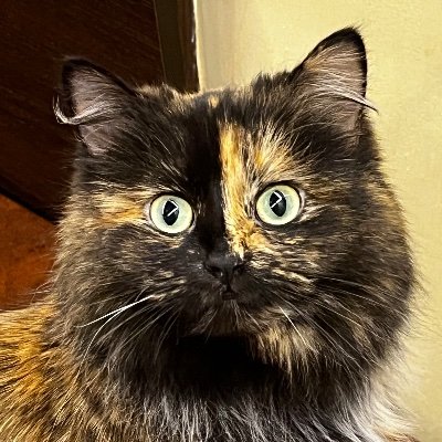 ちゃんとしてないヒさんのプロフィール画像