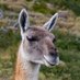 El Guanaco Harto (@elguanacoharto) Twitter profile photo El Guanaco Harto (@elguanacoharto) Twitter profile photo