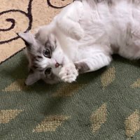 kingomasee (@kingomasee) 's Twitter Profile