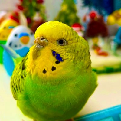 2022年7月24日7時30分江戸川区でセキセイインコを迷子にしてしまいました。ピピちゃん3歳女の子です。頭の毛が薄い部分あり頭をかくクセがあります。大切な家族の情報ご提供をお願いいたします。ご協力いただいている皆様には大変感謝しております🙏