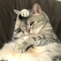 映画はTOHOシネマズで (@kikkico) 's Twitter Profile