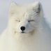 🌺Yukika🌺 (@arctic_mirafox) Twitter profile photo 🌺Yukika🌺 (@arctic_mirafox) Twitter profile photo