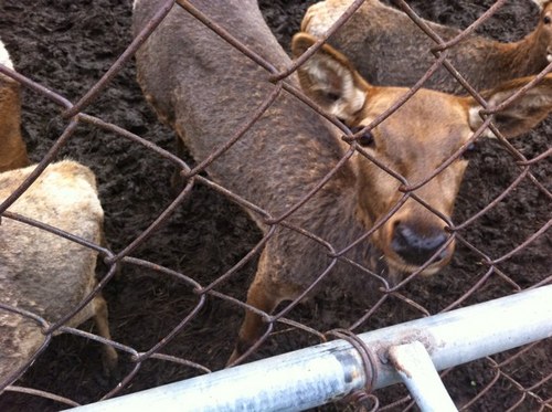 duruda's profile picture. 비긴ㅓ