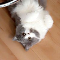 غادة 🦋♈🦋 (@bl76537723) 's Twitter Profile