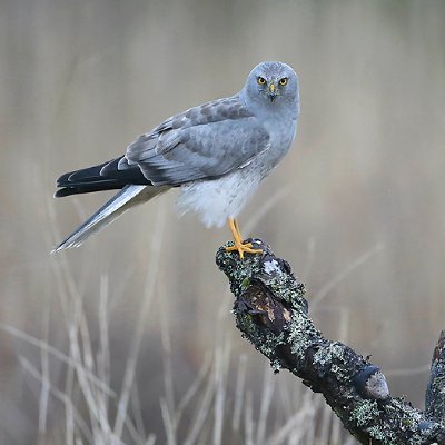 Lonely Hen Harrier flying around British Isles looking for a mate. Where did everyone go? Follow me for updates. #notsoglorious