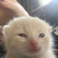 valalalalalalallala (@valinthra) 's Twitter Profile
