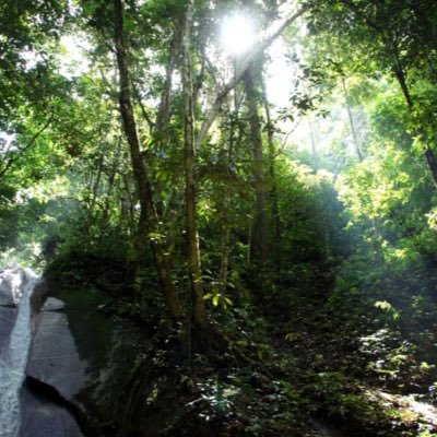 本部系男子の母です🌲