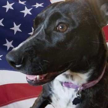 @Doggo_Political