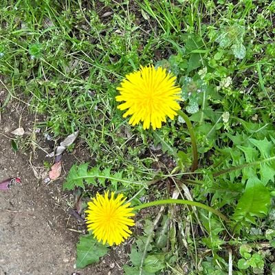 yom_hiraman6's profile picture. ひらめき☆マンガ教室 8期ひらめき制作コース（ペンネーム「寿よむ」）
6期では聴講生でした