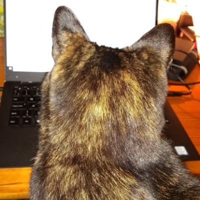 Medievalist, gardener, owned by two cats, pro-EU & internationalist. Never voted Tory. 'The world needs bridges not walls'