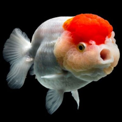 BC_Bubulles's profile picture. Joueur TM depuis octobre 2021 
22 ans