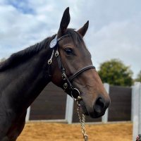 Wick Hill Stud(@WickHillStud) 's Twitter Profile Photo