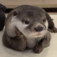 더덕 (@ddeog2216) 's Twitter Profile
