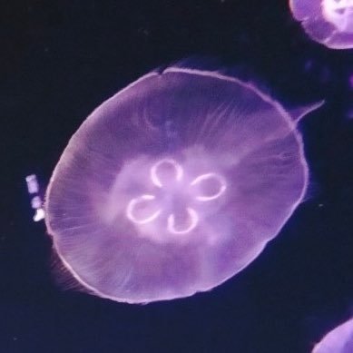 puyopuyogomi's profile picture. 底辺ゴミクズ元風俗嬢です。メンタル病んでます。推しに貢ぐ。毎日お茶。でぶ。ホストスカウトいらない。