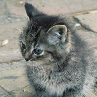 must (@must856769) 's Twitter Profile