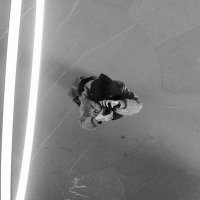 Freja (@frejasalbum) 's Twitter Profile