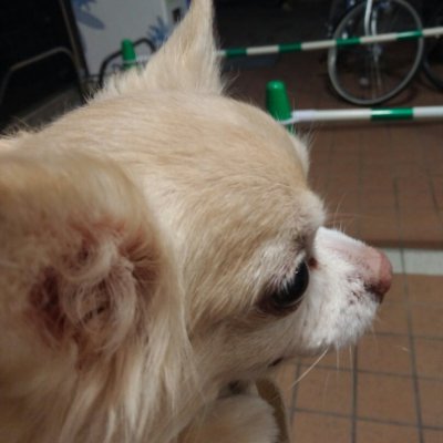 MIKA_YOKOSHIMA's profile picture. 京都に住む人。小さい動物さん好き♡
たぶんリケジョ(笑)
ワンコの画像は溺愛していたマロンちゃん(🌈2022.6.5)
学び直しで量子のイウコトを傾聴しはじめました🎵
(長い鬱治療ちう)