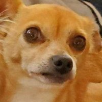 Theodore Vulpes (@teddyfoxe5) 's Twitter Profile